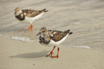 Tournepierre à collier oiseau les pieds dans les vagues