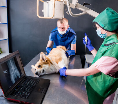 Veterinarian team examining dog in x-ray room.