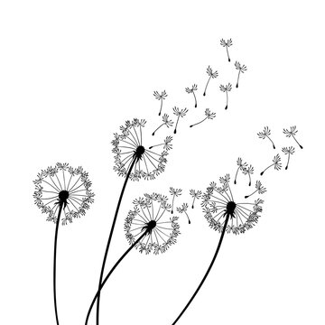 Dandelion wind blow background. Black silhouette with flying dandelion buds on a white. Abstract flying seeds. Floral scene design