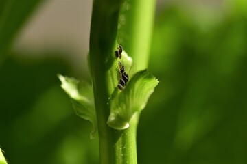 Black aphids on a flower stalk as a close up