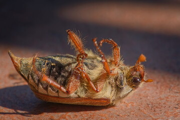 Dead CHRABLE COMMON COCKCHAFER lying on the back on the spring terrace 