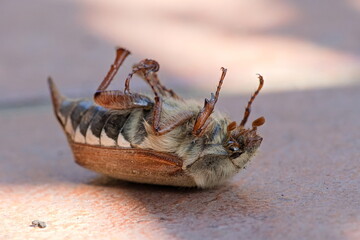 Dead CHRABLE COMMON COCKCHAFER lying on the back on the spring terrace 