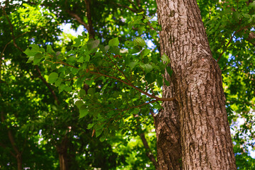 Obraz premium 新緑の木々