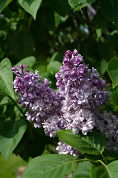 branch of purple lilac flower in the spring sunny garden