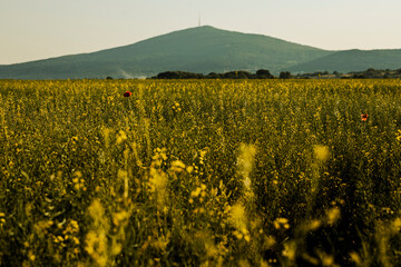 yellow canola field with background single mountain in sunny day