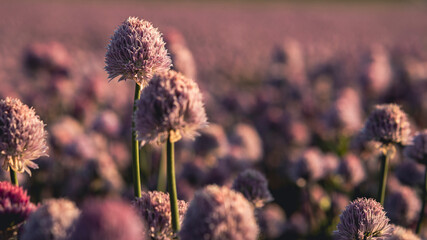 violet field of allium plant, plenty of violet blooming flower onion