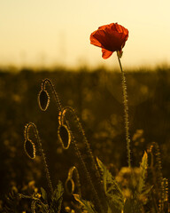 beautiful blooming red poppy flower at sunset
