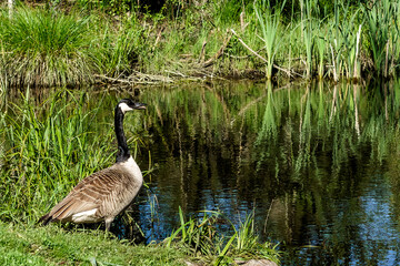 Close-up of a Canada goose (Branta canadensis) watching a pond 

