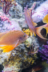 Underwater Closeup Image Of Colorful Tropical Exotic Fish In Aquarium