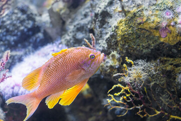 Underwater Closeup Image Of Colorful Tropical Exotic Fish In Aquarium