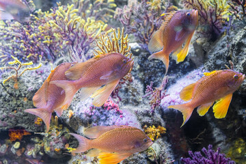 Underwater Closeup Image Of Colorful Tropical Exotic Fish In Aquarium