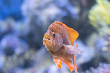 Underwater Closeup Image Of Colorful Tropical Exotic Fish In Aquarium