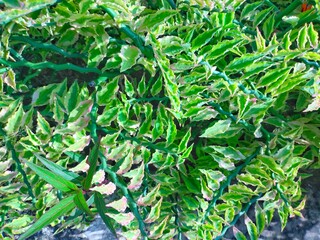 Photo of greenery in the garden. Euphorbia tithymaloides