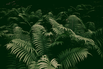 forest thickets of ferns. botany banner. texture background