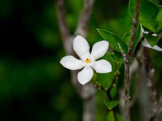 Close up Coral swirl flower with blur background.