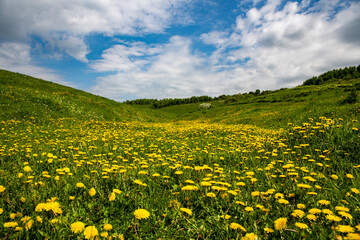 Obraz premium field of sunflowers