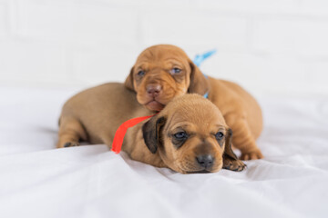 puppy with a gift box