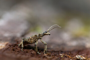 Cérambycidae Rhagium sycophanta sur bois