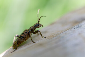 Cérambycidae Rhagium sycophanta sur bois