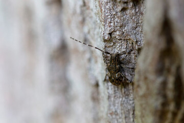 Cérambycidae Mesosa nebulosa sur écorce de chêne