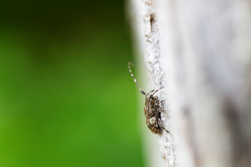 Cérambycidae Mesosa nebulosa sur écorce de chêne