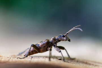 Cérambycidae Rhagium sycophanta sur bois