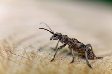 Cérambycidae Rhagium sycophanta sur bois