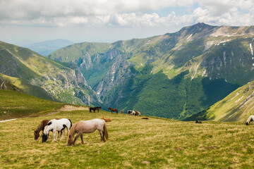 Portrait of grazing wild horses in the national park of Monti Sibillini, Frontignano, Marche, Italy