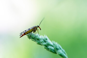 Fototapeta na wymiar Mouche-scorpion Mecoptera Panorpa femelle