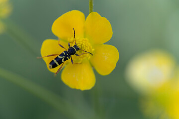 Cerambycidae Longicorne Clytus arietis sur fleur jaune