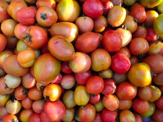selective focus on tomato(Solanum lycopersicum) in market