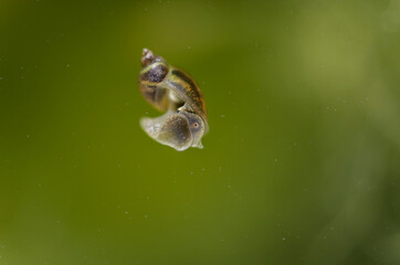 Gastéropode Mollusque Limnaea stagnalis dans une eau riche en algues vertes