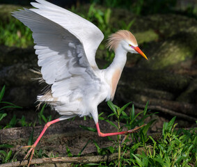 Cattle egret (Bubulcus ibis) running at the edge of swamp, coastal Texas, USA.