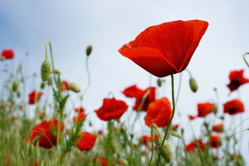 Poppy flowers 
