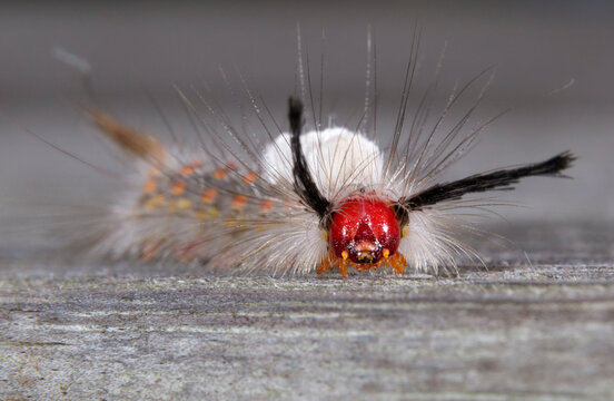 White-marked tussock moth (Orgyia leucostigma) caterpillar, Needville, Texas, USA.