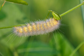 Salt marsh moth (Estigmene acrea) caterpillar feeding on grass in tidal marsh, Galveston, Texas, USA.