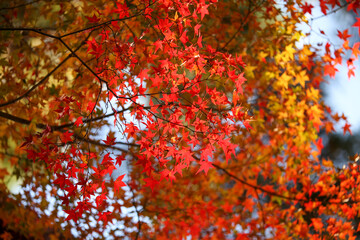 日本楓の紅葉