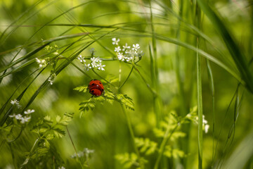Ladybug perception