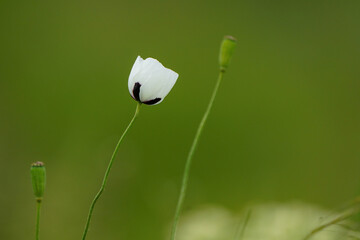 White poppy flower