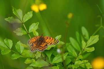 Boloria selene, known in Europe as the small pearl-bordered fritillary and in North America as the silver-bordered fritillary