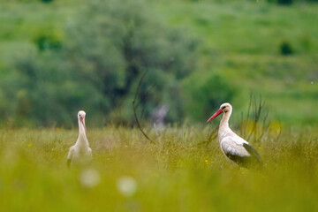 White storks on their feeding grounds