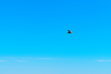 Bird in the blue sky