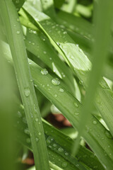 Dew on the grass. Drops on the green grass. Water drops on the grass. Grass.