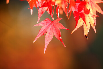 日本楓の紅葉した葉