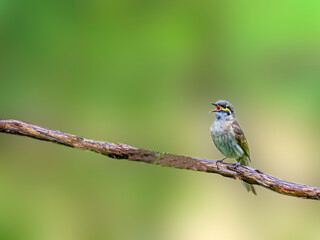 Yellow Striped Finch Singing