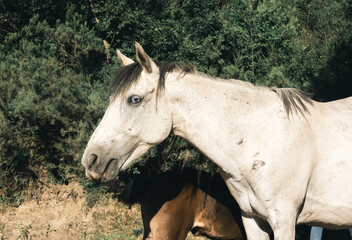 Fototapeta premium A large white horse with blue eyes. Beautiful white horse. A mother horse with colored eyes. White horse in the forest stands and looks around. Selective focus.