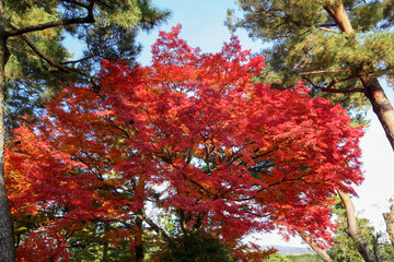 日本楓の紅葉