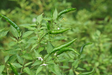green peppers in the garden