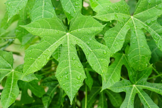 Cnidoscolus chayamansa McVaugh in the garden