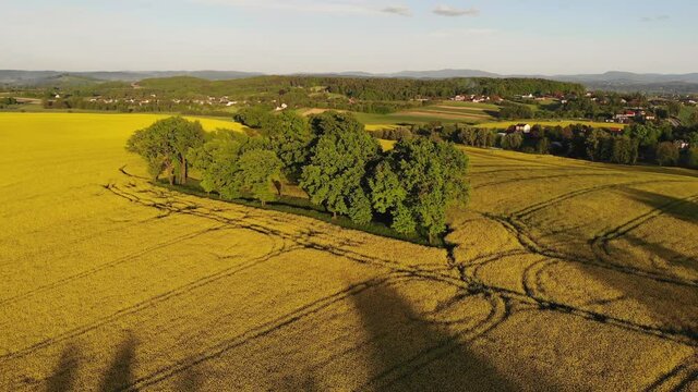 Blooming rapeseed flowers and green copse in Southern Poland, aerial view